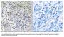 Anti-SESN1/Pa26 Antibody