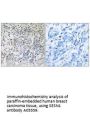 Anti-SESN1/Pa26 Antibody