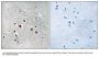 Anti-MED13L/Thrap2 Antibody