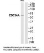 Anti-CC14A CDC14A Antibody