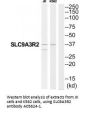 Anti-SLC9A3R2/Nherf 2 Antibody