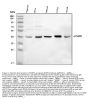 Anti-P2RY5/LPAR6 Antibody Picoband®
