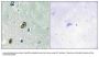 Anti-KCIP1 KCNIP1 Antibody