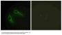 Anti-KCIP1 KCNIP1 Antibody