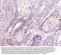 Anti-GM130/GOLGA2 Antibody Picoband®