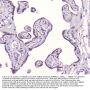 Anti-GM130/GOLGA2 Antibody Picoband®