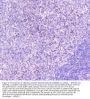 Anti-GM130/GOLGA2 Antibody Picoband®