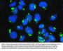 Anti-GM130/GOLGA2 Antibody Picoband®