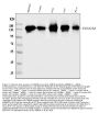 Anti-GM130/GOLGA2 Antibody Picoband®