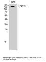 Anti-USP19 Antibody