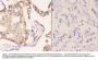 Anti-USP19 Antibody