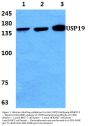 Anti-USP19 Antibody