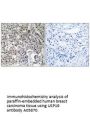 Anti-USP19 Antibody