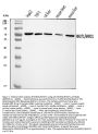 Anti-MIRO1/RHOT1 Antibody PicobandÂ®