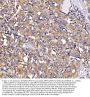 Anti-MIRO1/RHOT1 Antibody PicobandÂ®
