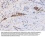 Anti-MIRO1/RHOT1 Antibody PicobandÂ®