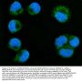 Anti-MIRO1/RHOT1 Antibody PicobandÂ®