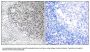 Anti-Collagen IX alpha3 COL9A3 Antibody
