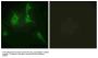 Anti-Collagen IX alpha3 COL9A3 Antibody