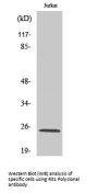 Anti-GTP-binding protein Rit1 Rit1 Antibody