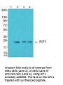 Anti-GTP-binding protein Rit1 RIT1 Antibody