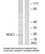 Anti-GTP-binding protein Rit1 RIT1 Antibody