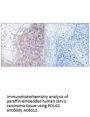 Anti-POLG2 Antibody