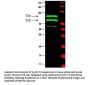 Anti-Cyclin T2 CCNT2 Antibody