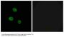 Anti-hnRNP M Antibody