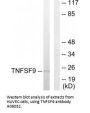 Anti-TNFSF9/Cd137L Antibody