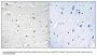 Anti-DDX3Y Antibody