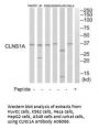Anti-CLNS1A/Picln Antibody