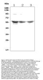 Anti-PCTAIRE1/CDK16 Antibody Picoband®