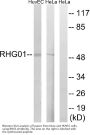 Anti-RHG1 ARHGAP1 Antibody