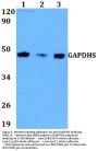 Anti-GAPDHS Antibody