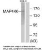 Anti-MAP4K6 MINK1 Antibody