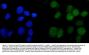 Anti-ANAPC2 Antibody Picoband®