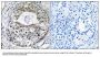 Anti-RPS13/Ribosomal Protein S13 Antibody