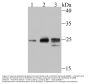 Anti-Histone H1.2 HIST1H1C Antibody