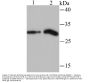 Anti-Histone H1.2 HIST1H1C Antibody