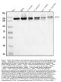 Anti-SCC112/PDS5A Antibody Picoband®