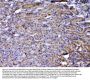 Anti-NOV/CCN3 Antibody PicobandÂ®
