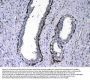 Anti-NOV/CCN3 Antibody PicobandÂ®