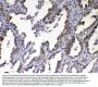 Anti-NOV/CCN3 Antibody PicobandÂ®