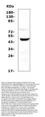 Anti-NOV/CCN3 Antibody PicobandÂ®