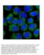 Anti-NOV/CCN3 Antibody PicobandÂ®