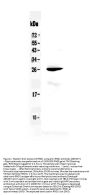 Anti-RND1 Antibody Picoband®