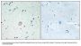 Anti-C3AR1/C3Ar Antibody