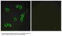 Anti-C3AR1/C3Ar Antibody