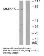Anti-MMP-15 Antibody